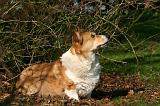 CORGI PEMBROKE 1365